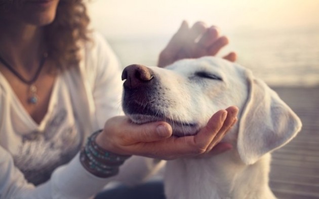 PEDIGREE® Adotar é Tudo de Bom promove eventos de adoção de cães em Alphaville