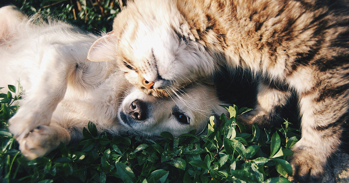 Barueri inicia calendário das feiras de adoção de pets no dia 1º