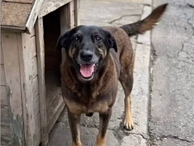 Ele foi encontrado ferido e agonizando por pessoas que estavam no local, que o levaram a uma clínica veterinária