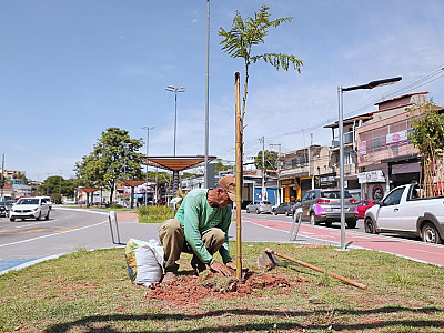 Barueri plantou 2.658 mudas de árvores em 2025