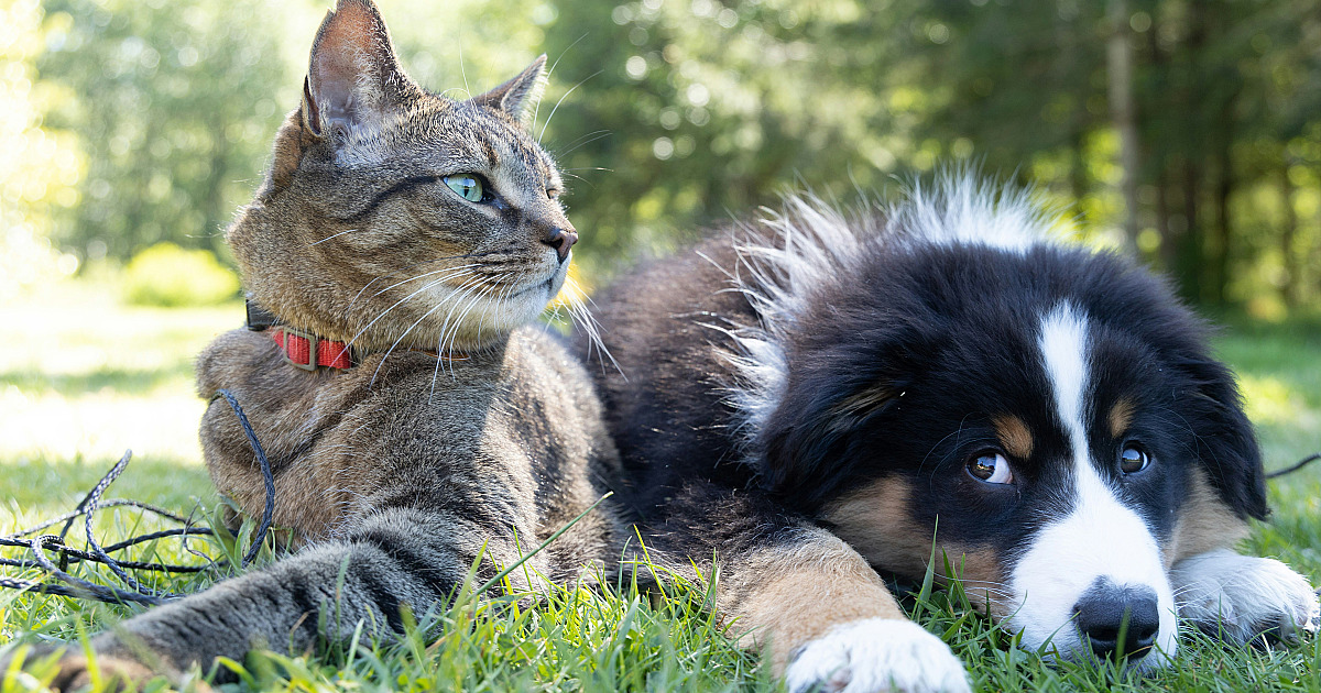 Barueri abre inscrições para castração gratuita de cães e gatos na quarta (4)