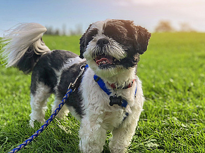 Cãominhada em Barueri inclui caminhada com os pets, atividades de conscientização e o já tradicional Desfile de Caninos