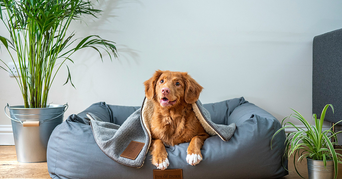 Shopee lança assistência pet com planos a partir de R$ 15,90 por mês