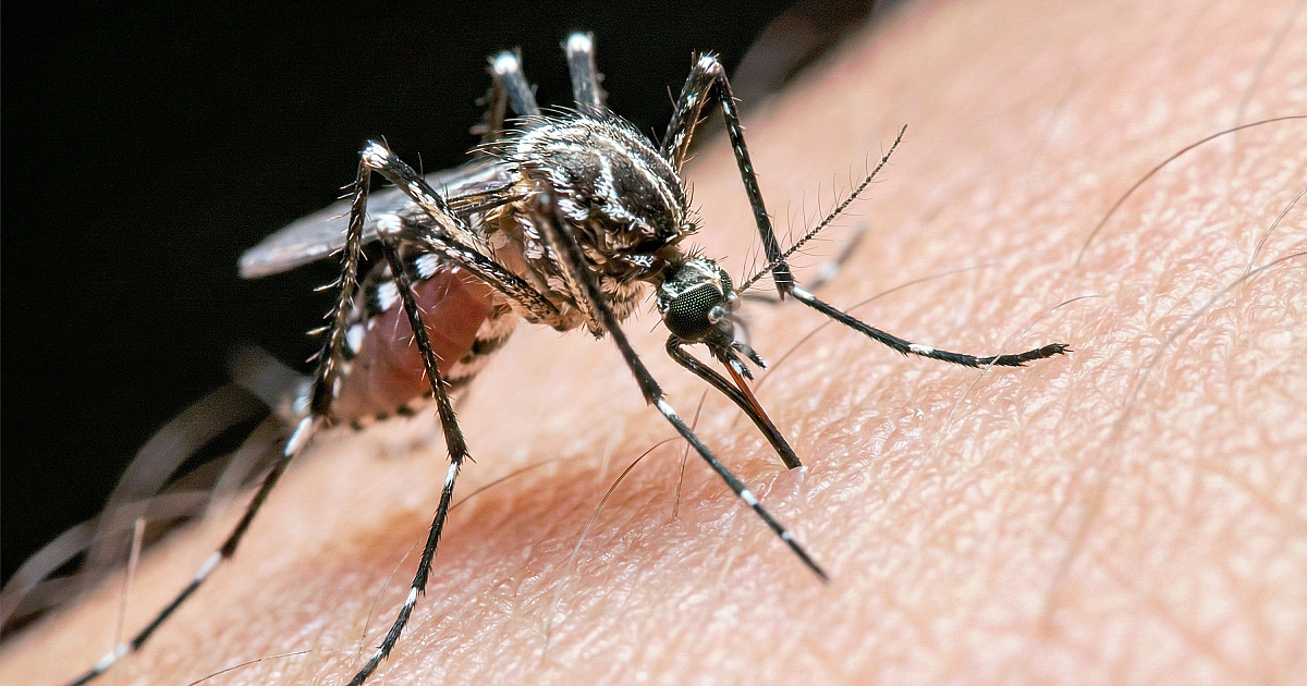 Butantan vai produzir vacina nacional contra chikungunya