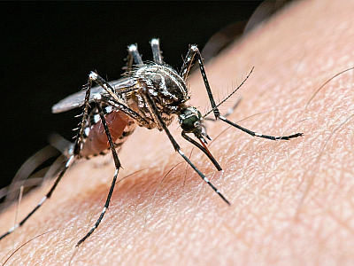 Em 2025 foram registrados 500 mil casos de chikungunya no mundo