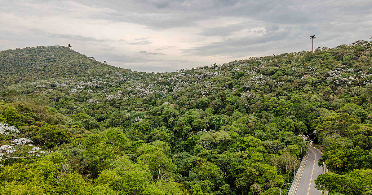 SP registra queda de 29% no desmatamento da Mata Atlântica, menor índice em anos