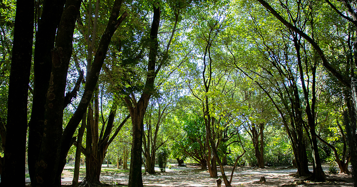 Barueri amplia arborização para enfrentar mudanças climáticas