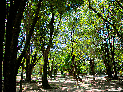 Barueri amplia arborização para enfrentar mudanças climáticas
