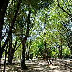 Barueri amplia arborização para enfrentar mudanças climáticas