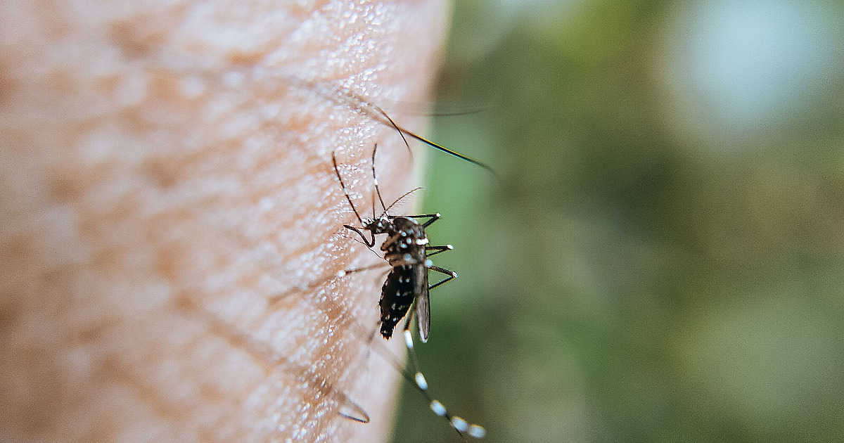 El Niño pode elevar casos de dengue e chikungunya, alerta Ministério da Saúde