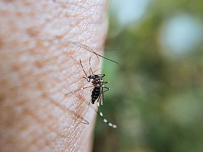 El Niño pode elevar casos de dengue e chikungunya, alerta Ministério da Saúde
