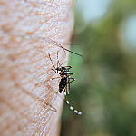 El Niño pode elevar casos de dengue e chikungunya, alerta Ministério da Saúde