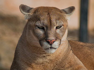 A onça-parda (Puma concolor) é uma espécie protegida e considerada de preocupação para a conservação - Foto de referência