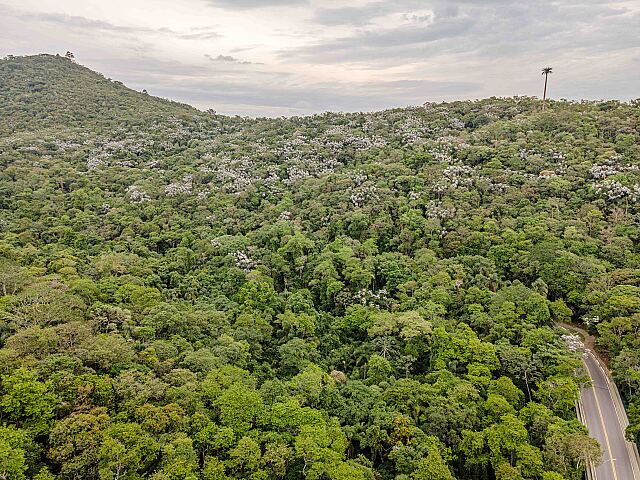Brasil perdeu 14% da vegetação nativa em quatro décadas