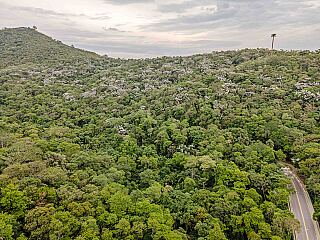 Brasil perdeu 14% da vegetação nativa em quatro décadas