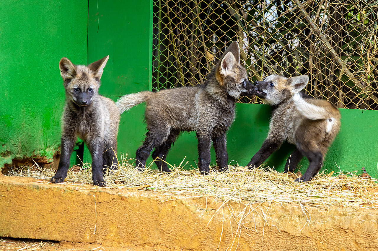 Nomes de filhotes de lobo-guará são escolhidos: Açaí, Guaraná e Cupuaçu