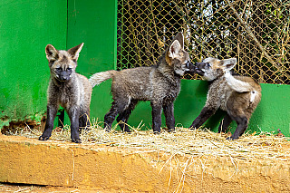 Votação nas redes escolhe nomes de filhotes de lobo-guará do Zoo de SP