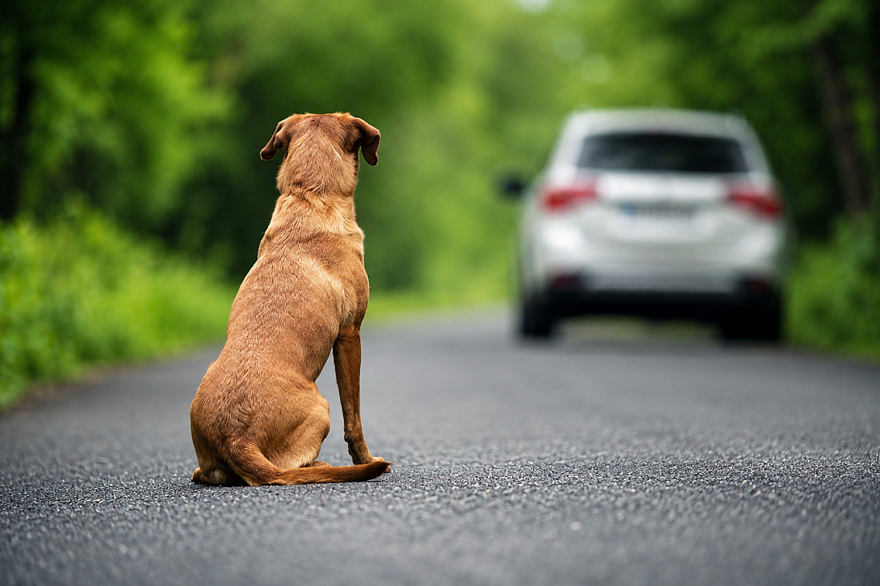 Suspensão da carteira de motorista para quem abandonar animal na rua é aprovada na Câmara
