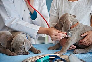 Barueri oferece atendimento veterinário gratuito neste sábado (22)