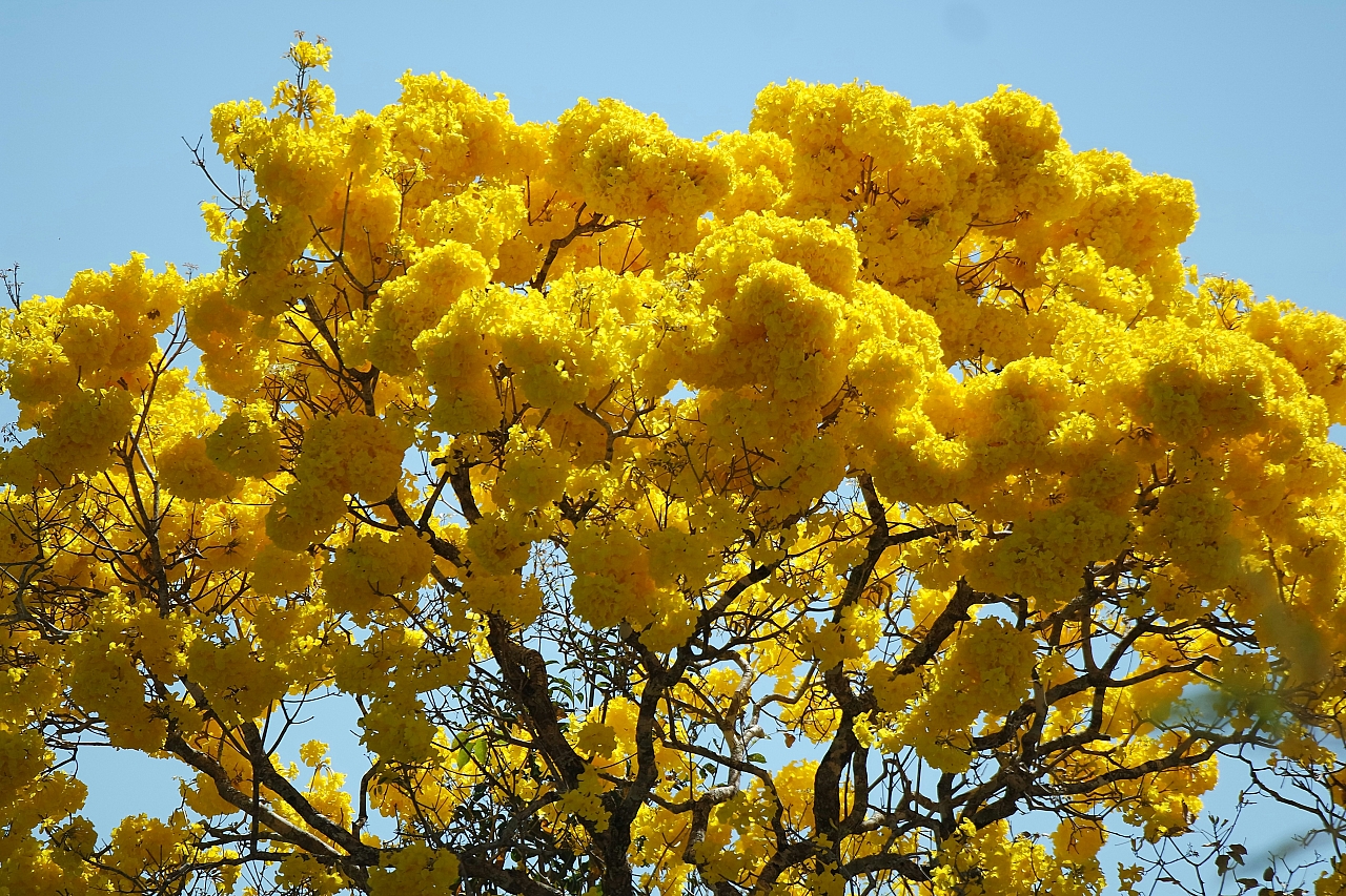 Primavera começa nesta terça com El Niño muito forte; veja o que esperar do clima