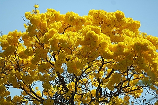 Primavera começa nesta terça com El Niño muito forte; veja o que esperar do clima