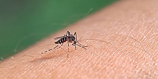 Fenômeno El Niño coloca municípios em alerta para possível avanço da dengue