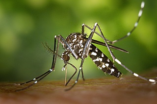 Dengue: 1,8 mil cidades estão em alerta ou risco de infestação do mosquito